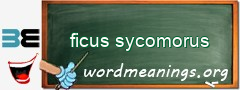 WordMeaning blackboard for ficus sycomorus